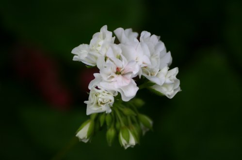 Tornedalen - Zonalpelargoner.